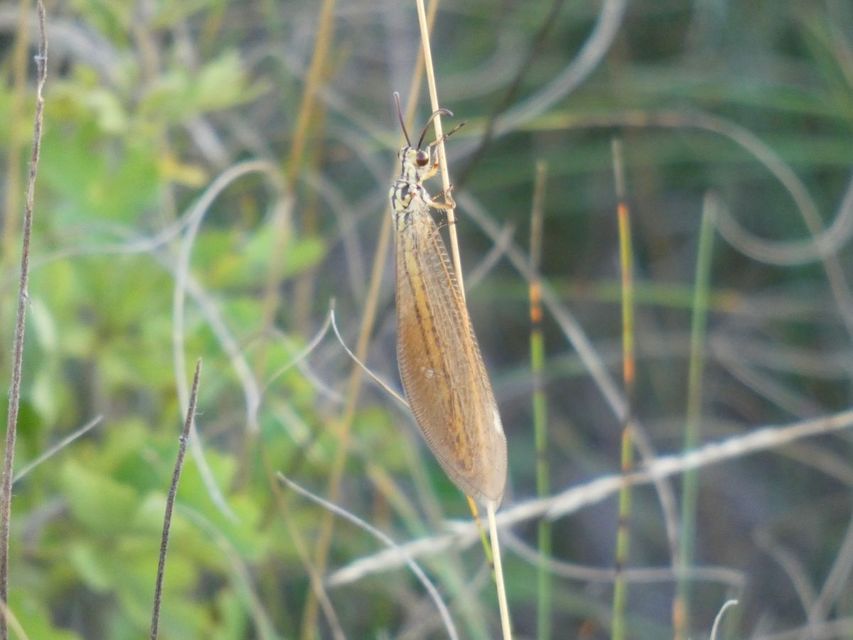 Myrmecaelurus trigrammus - hangyafarkas