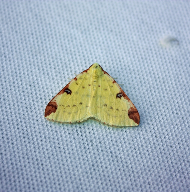 Opisthograptis luteolata - citromsárga araszoló
