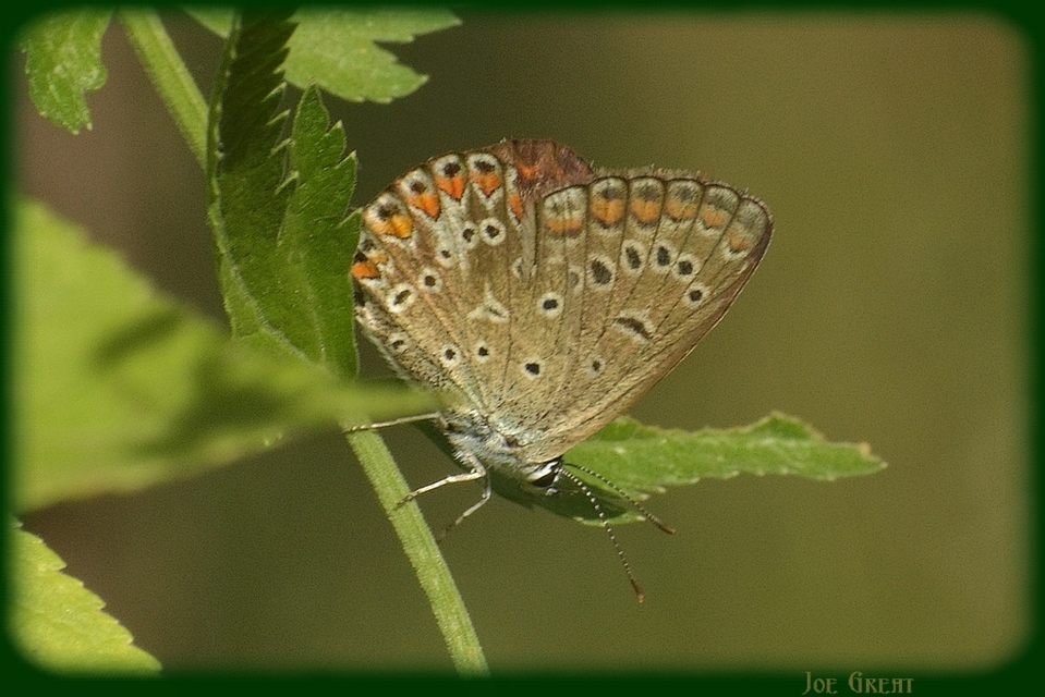 Polyommatus icarus - közönséges boglárka