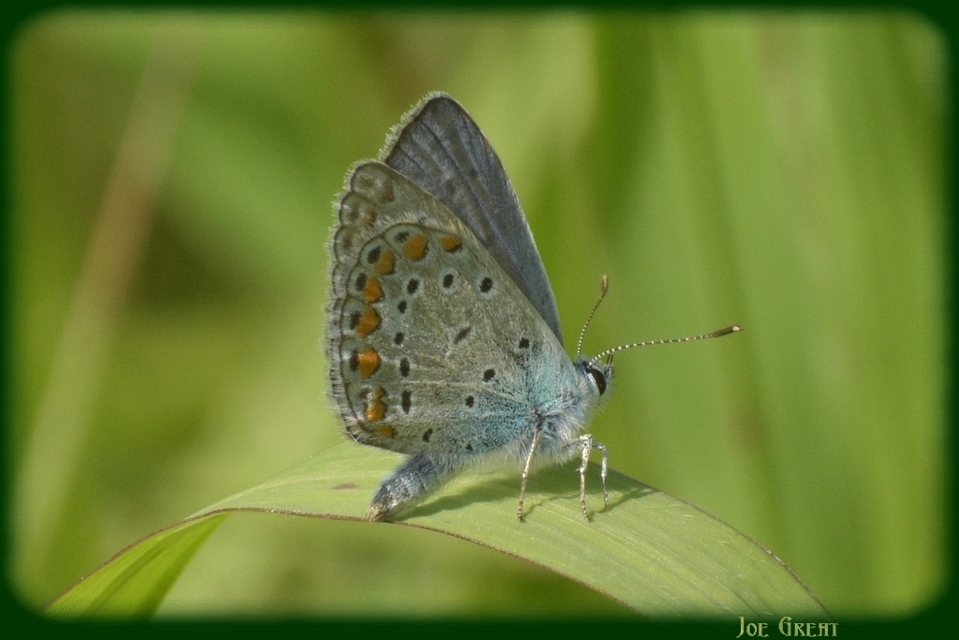 Polyommatus icarus - közönséges boglárka