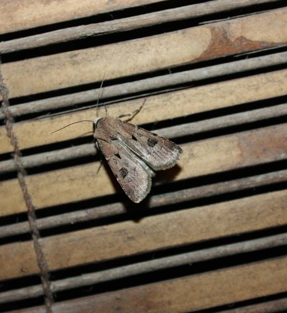 Agrotis exclamationis - felkiáltójeles földibagoly