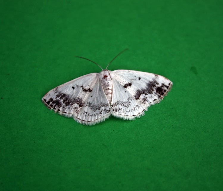 Lomographa temerata - foltos fehéraraszoló
