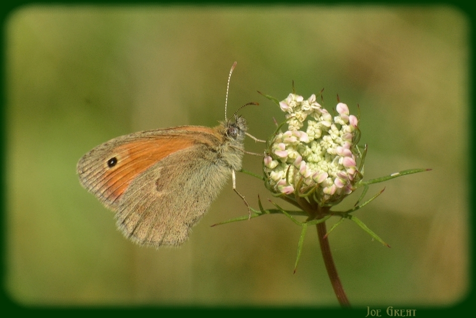 Coenonympha pamphilus - kis szénalepke