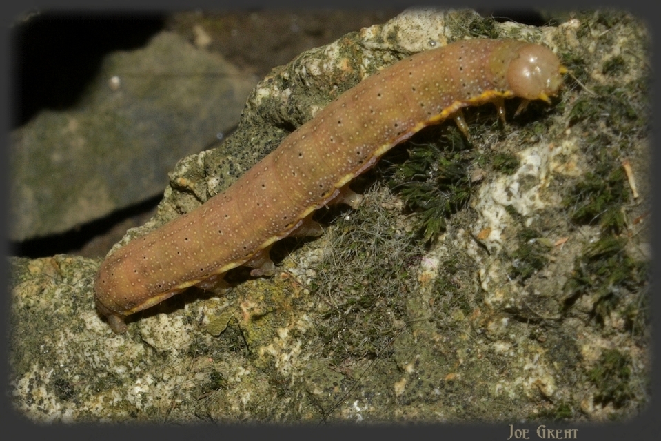 Lacanobia oleracea - saláta-kertibagoly