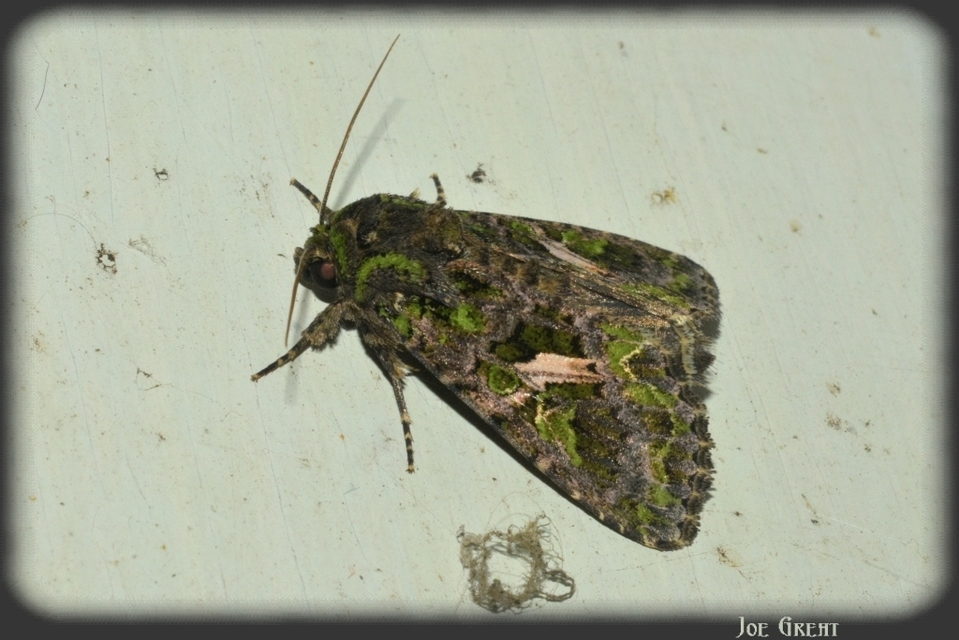 Trachea atriplicis - nyári zöldbagoly