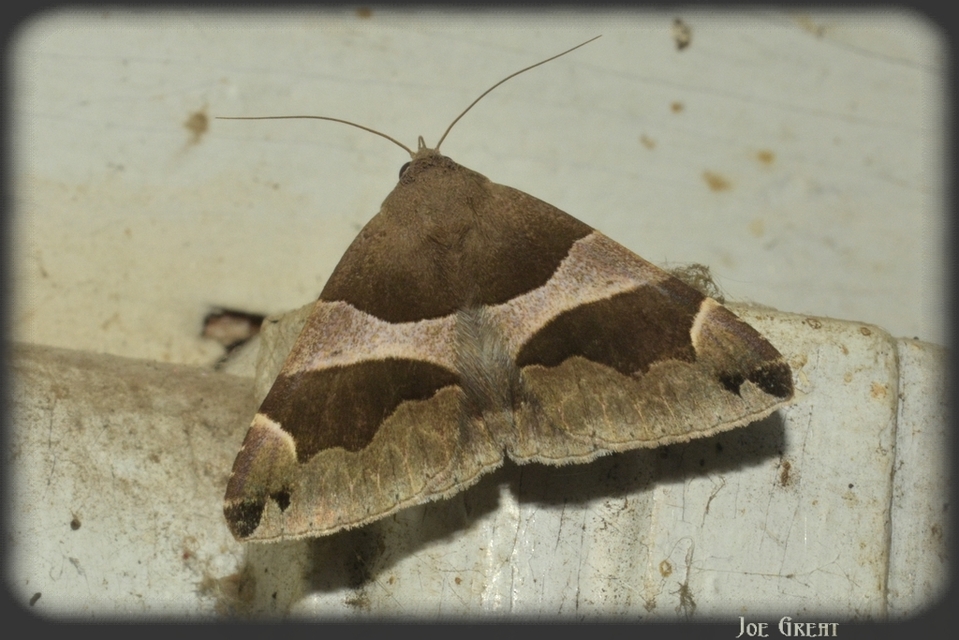 Dysgonia algira - déli porcelánbagoly