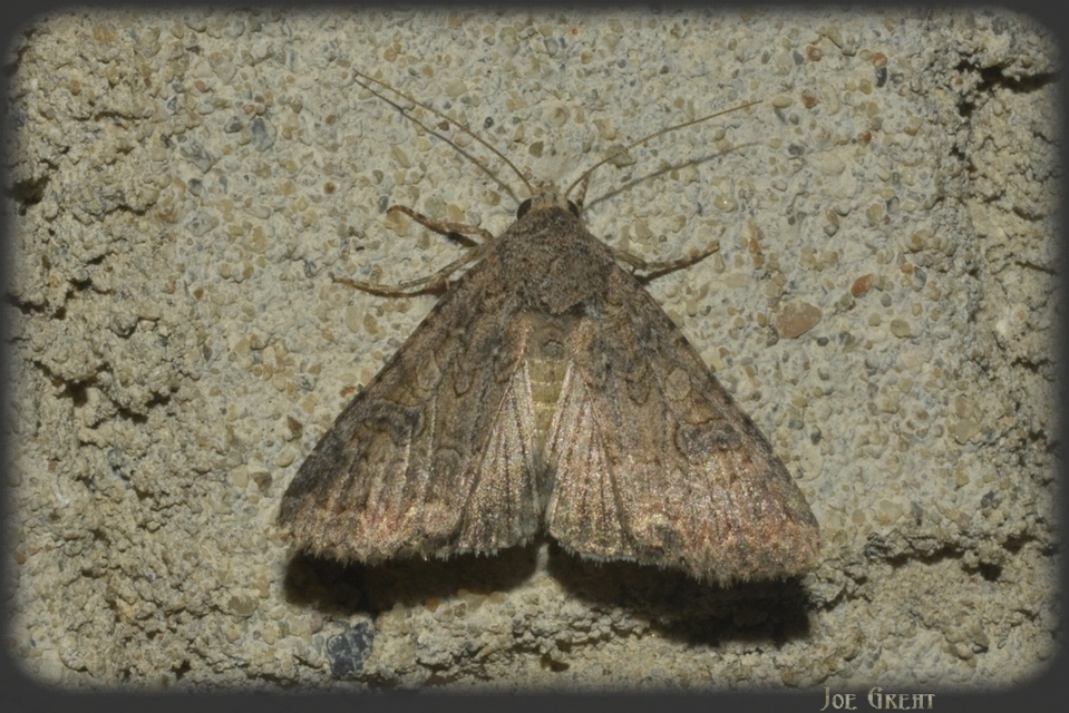 Hadula trifolii - lóherebagoly