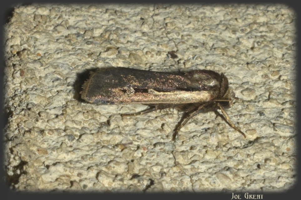 Ochropleura plecta - fehérszegélyű fűbagoly