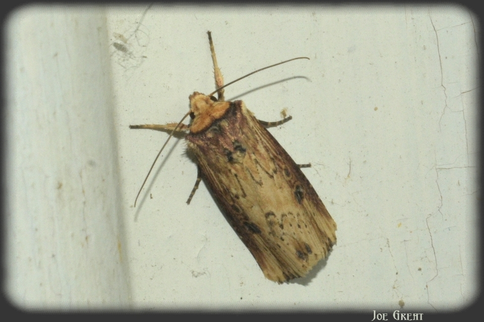 Axylia putris - vonalkás földibagoly