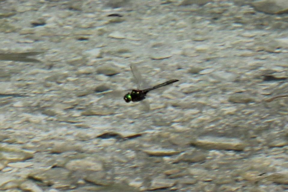 Corduliidae - smaragdszitakötők