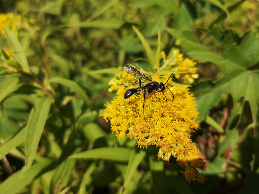Isodontia mexicana - mexikói fűdarázs