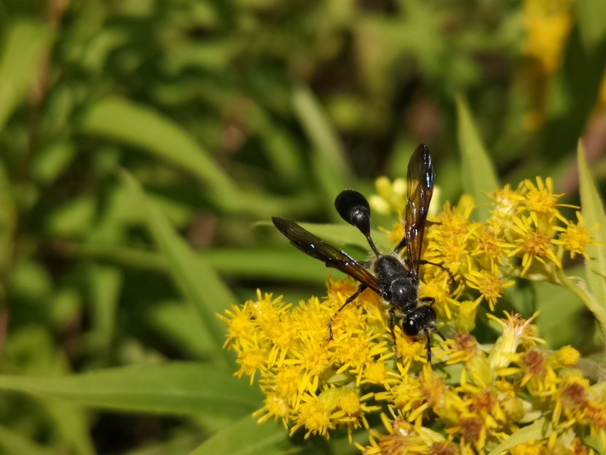 Isodontia mexicana - mexikói fűdarázs
