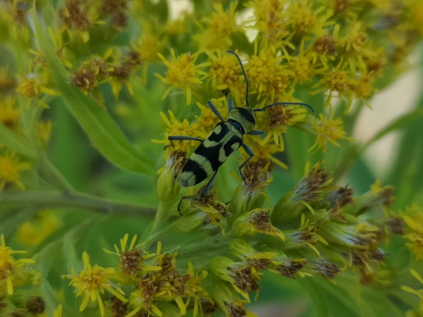 Chlorophorus varius - díszes darázscincér