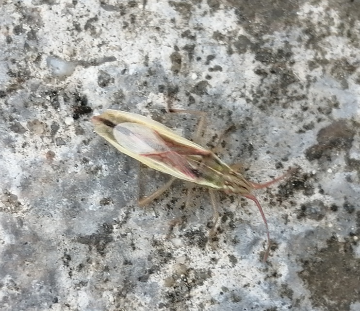 Myrmus miriformis - kurtaszárnyú karimáspoloska