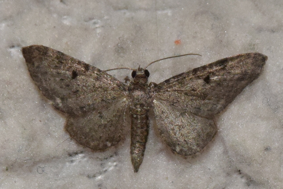 Eupithecia virgaureata - aranyvessző-törpearaszoló