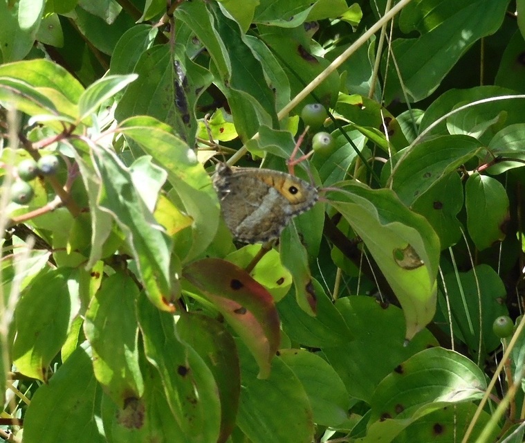 Arethusana arethusa - közönséges szemeslepke