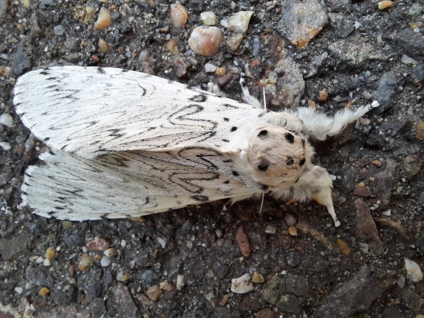 Cerura erminea - hermelin-púposszövő