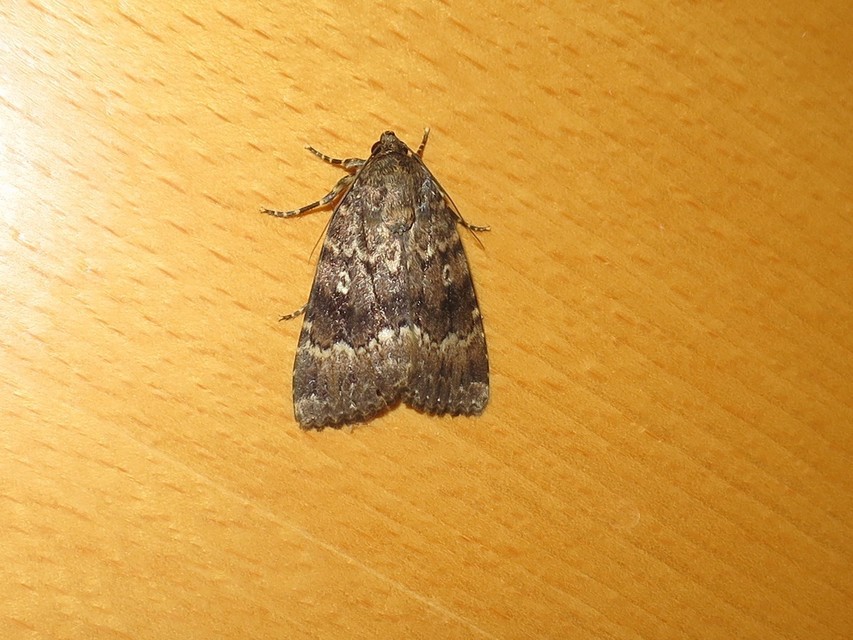 Amphipyra berbera/pyramidea