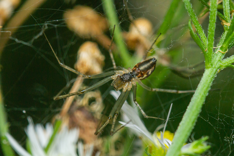 Linyphia triangularis - háromszöges vitorláspók