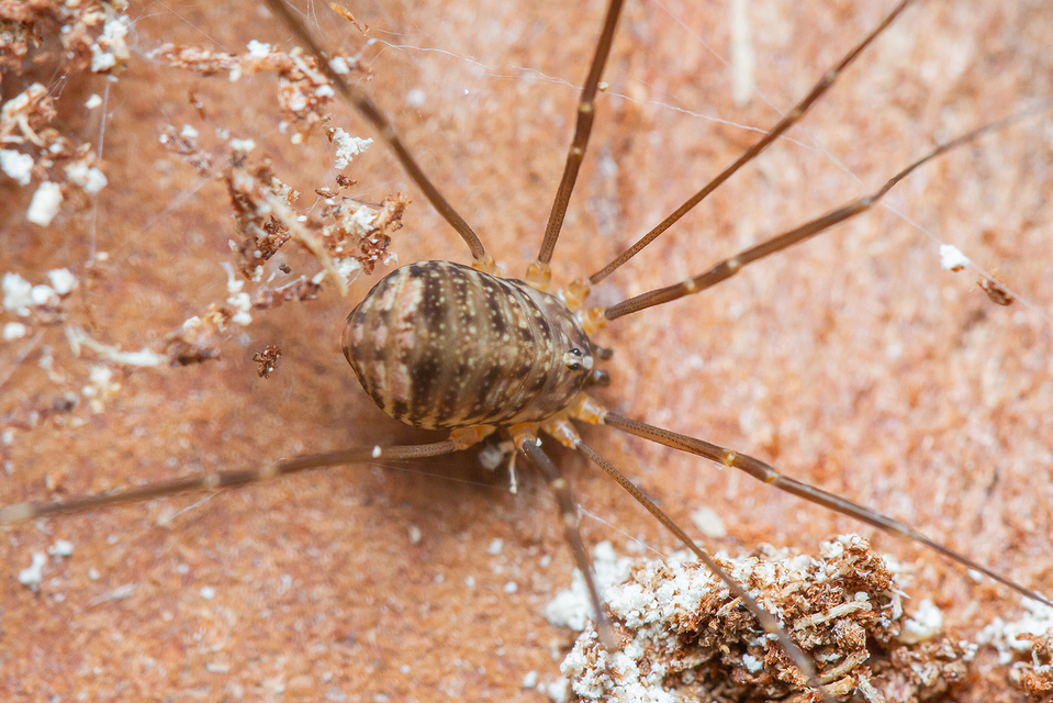Nelima sempronii