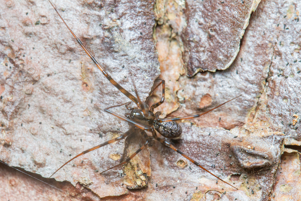 Megalepthyphantes