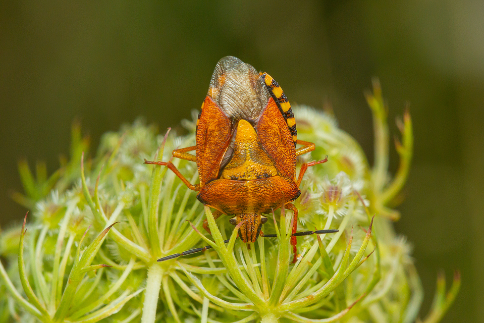 Carpocoris