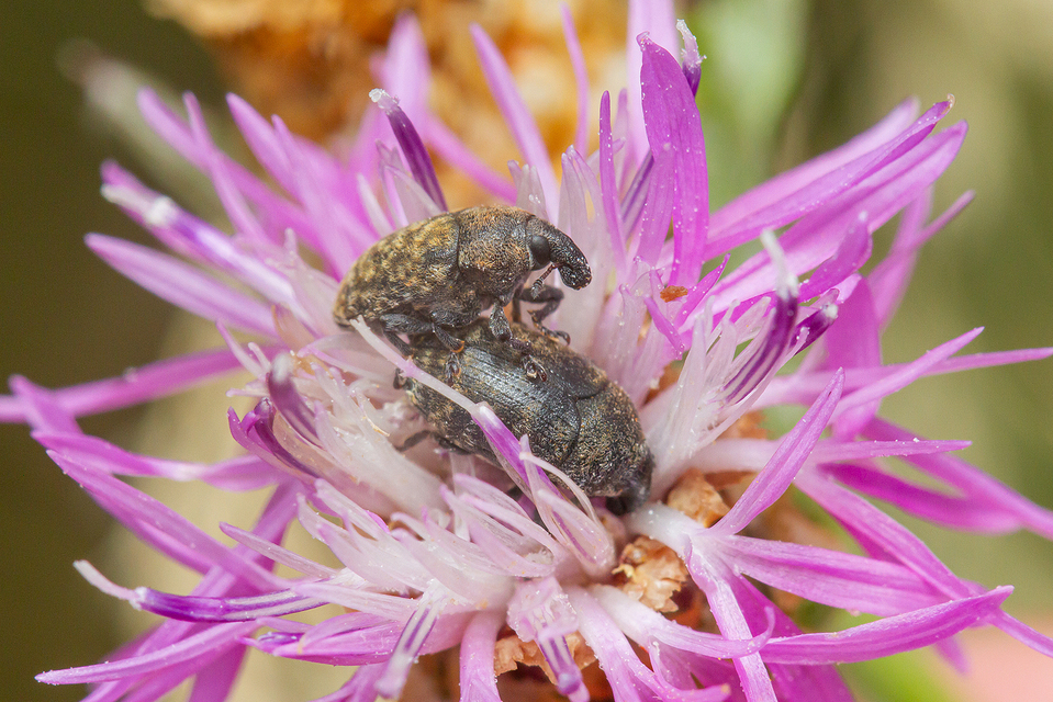 Larinus obtusus - imola-púderbarkó