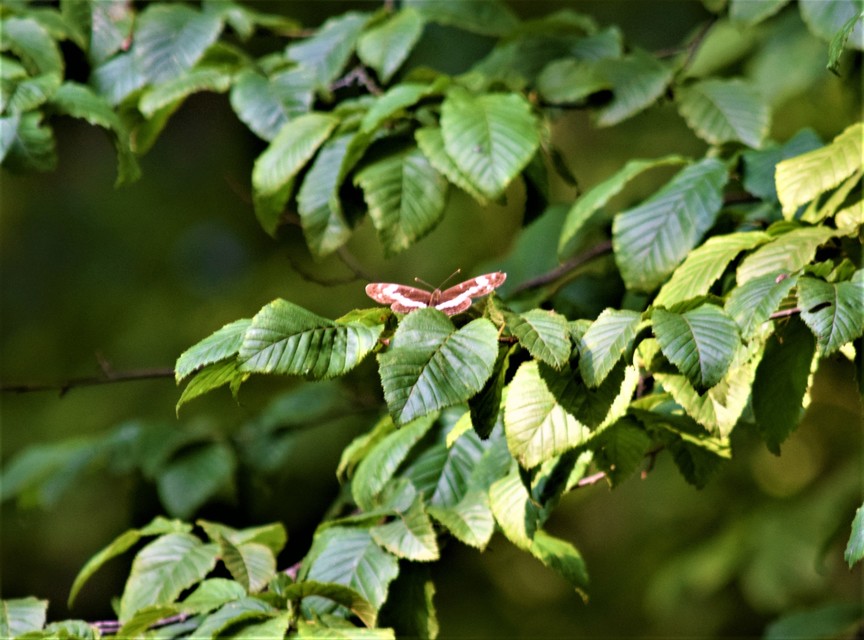 Limenitis camilla - kis lonclepke