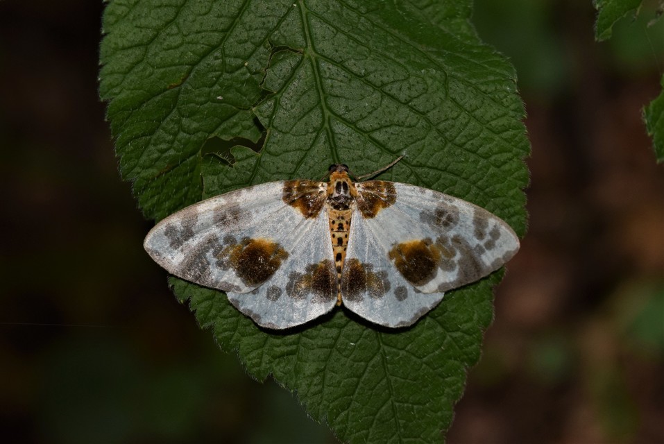 Abraxas sylvata - sárgafoltos araszoló