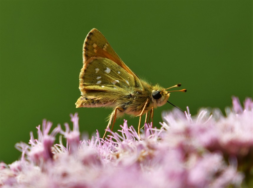 Hesperia comma - vesszős busalepke