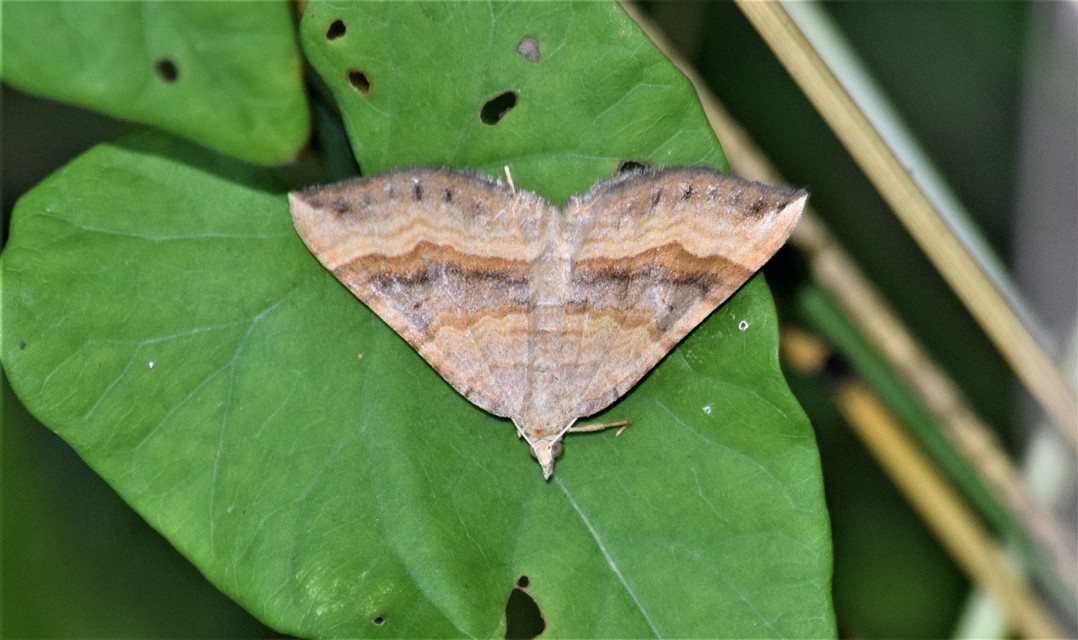 Scotopteryx chenopodiata - libatop-araszoló