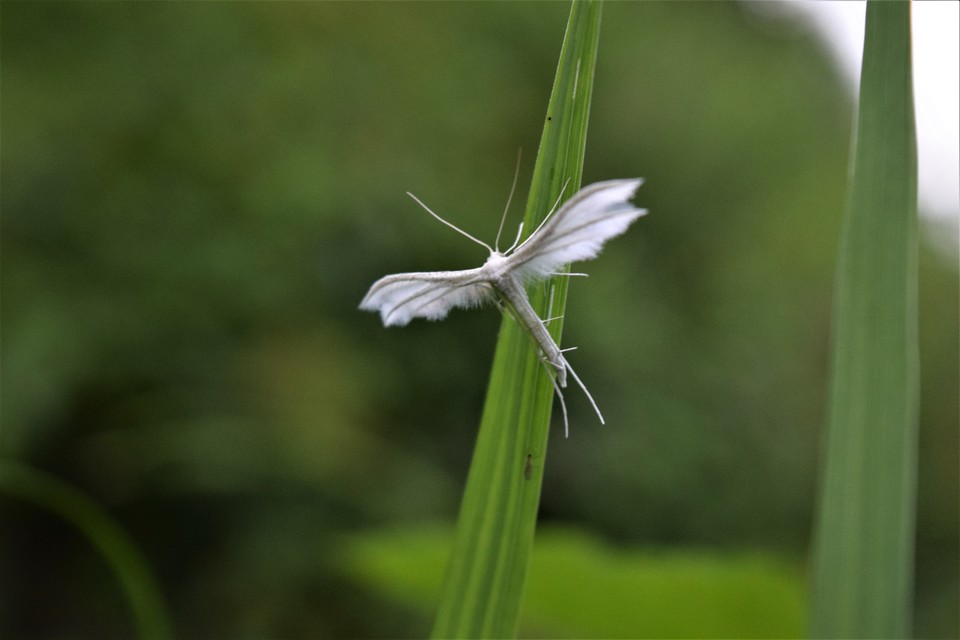 Pterophorus pentadactyla - fehér tollasmoly