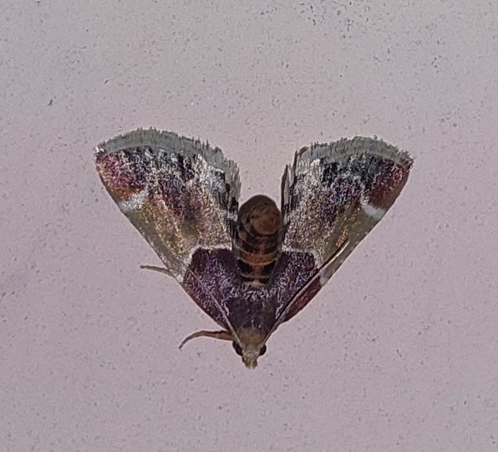 Pyralis farinalis - lisztilonca