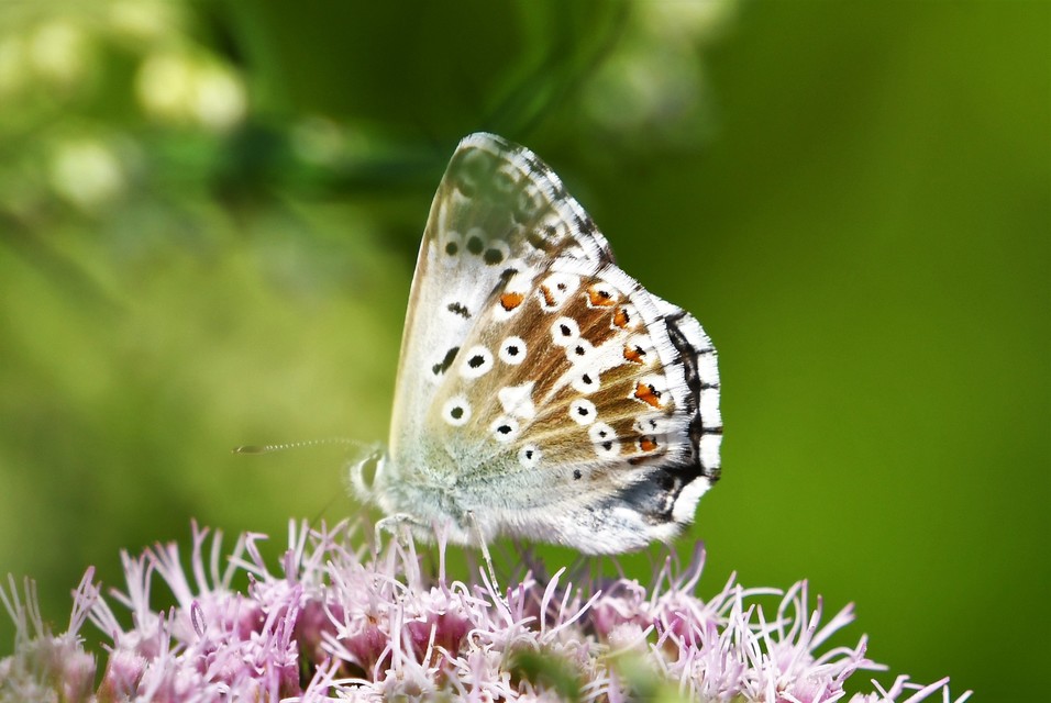Polyommatus coridon - ezüstkék boglárka