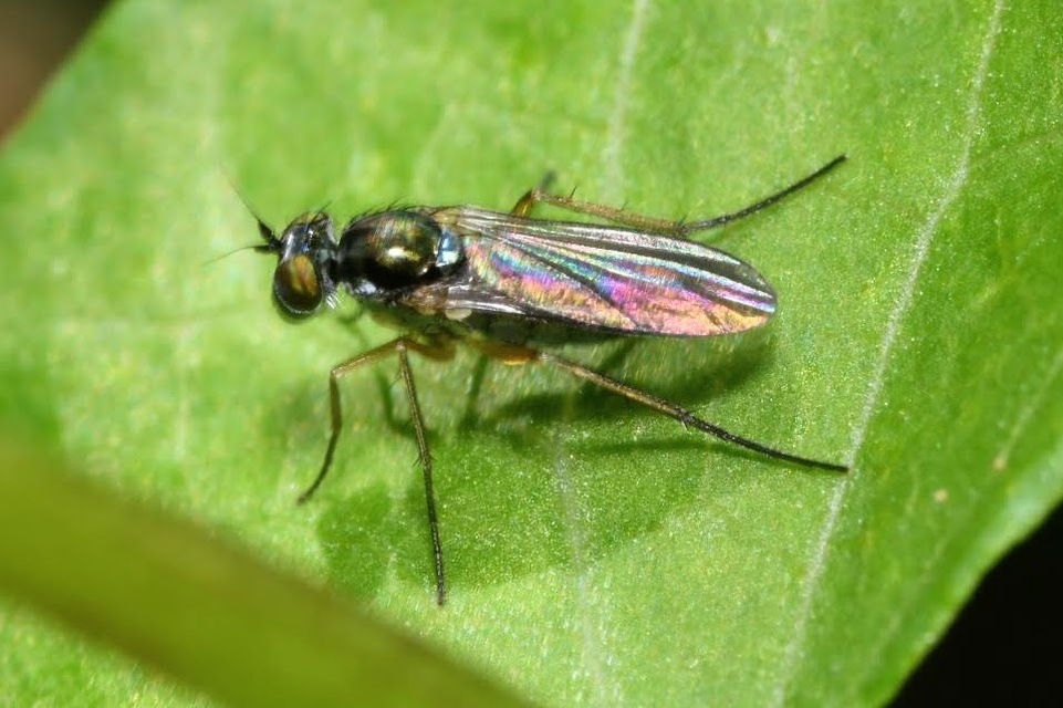 Dolichopodidae - szúnyoglábú legyek