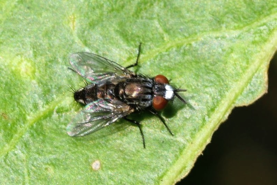 Metopia
