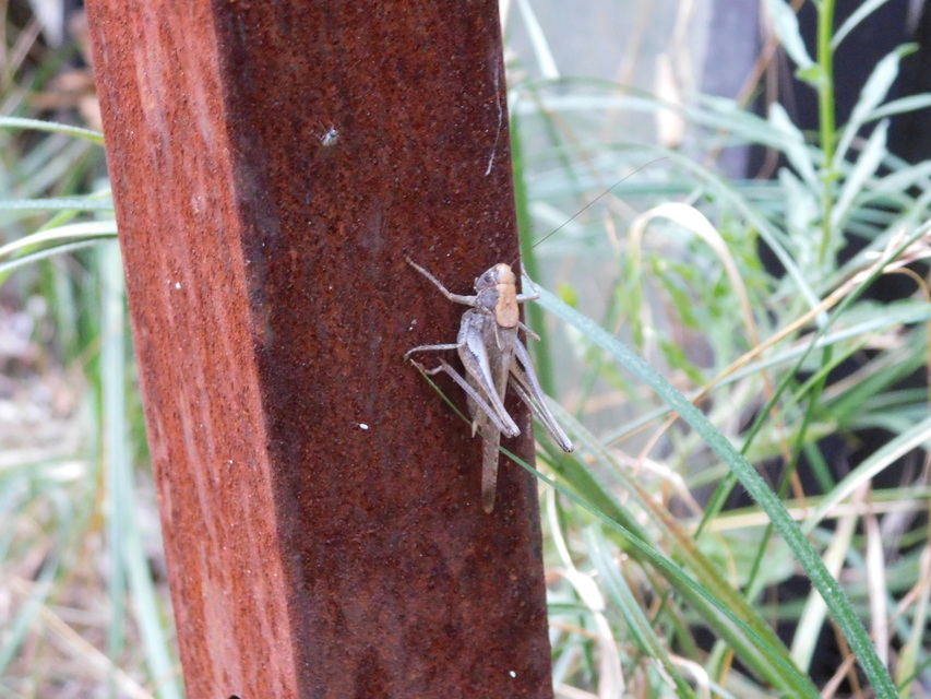 Platycleis grisea - szürke rétiszöcske