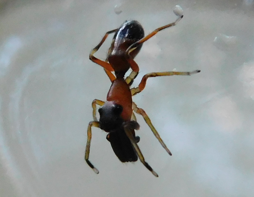 Myrmarachne formicaria - nagy hangyautánzópók