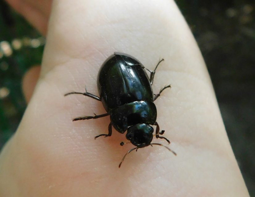 Hydrochara caraboides - kis csibor