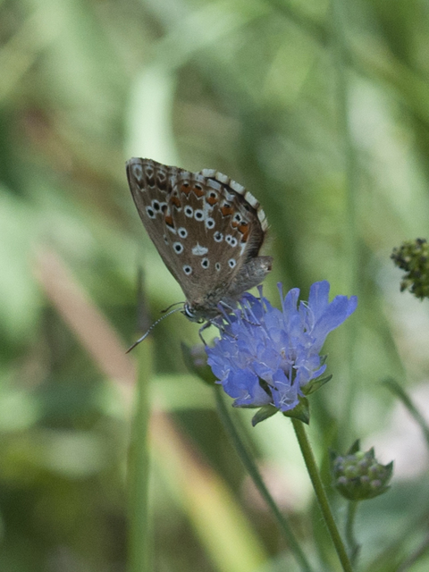 Polyommatus coridon - ezüstkék boglárka