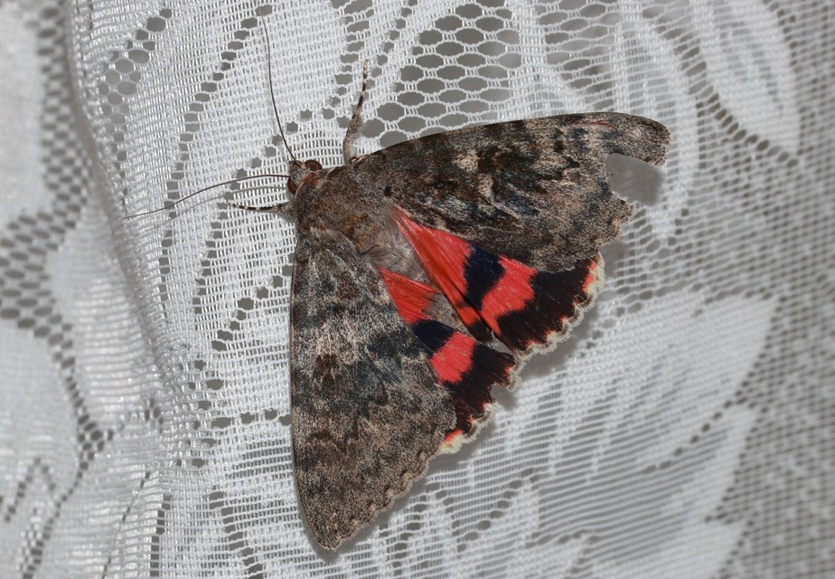 Catocala elocata - közönséges övesbagoly