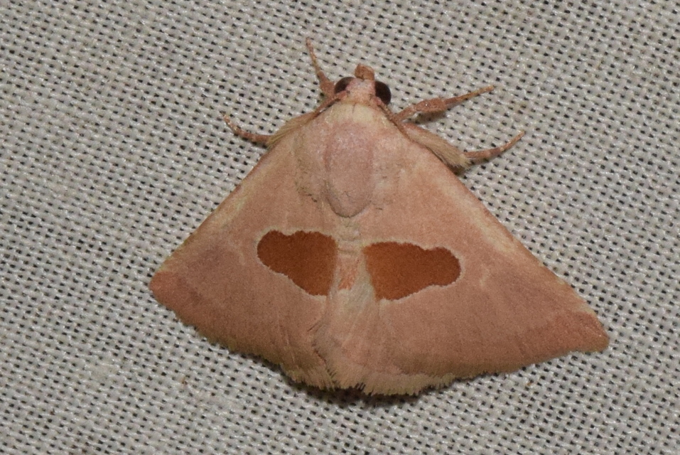 Calymma communimacula - pajzstetűfaló bagoly