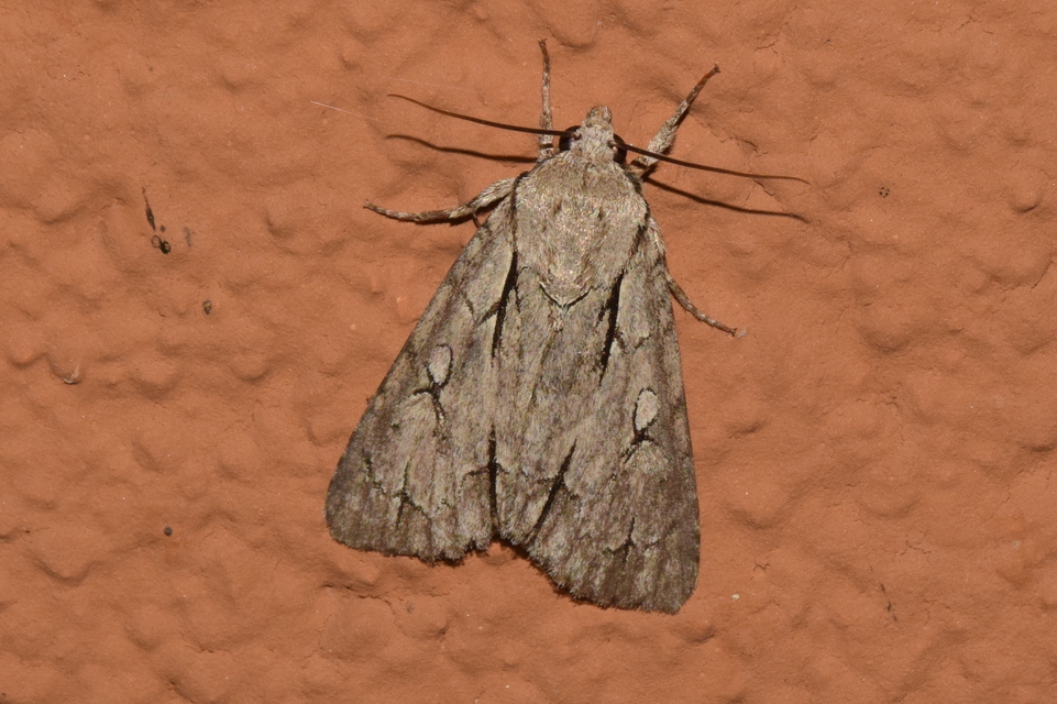 Acronicta psi - pszi-betűs szigonyosbagoly