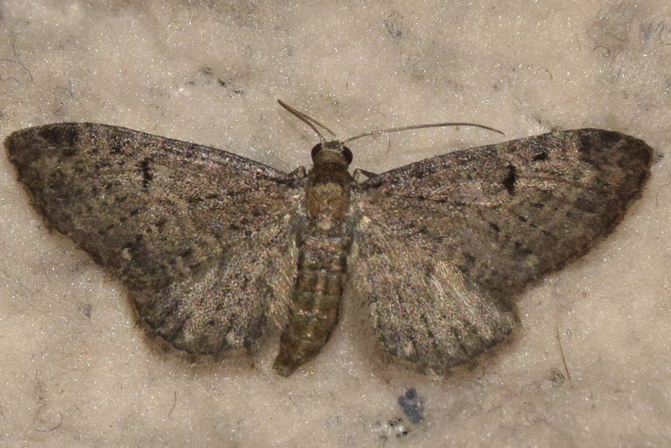 Eupithecia virgaureata - aranyvessző-törpearaszoló