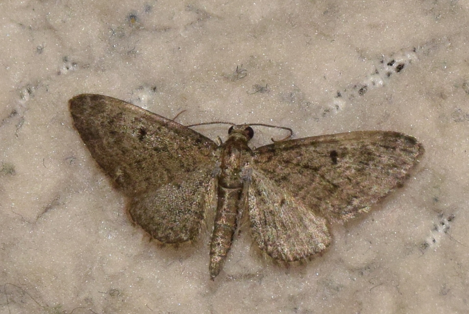Eupithecia virgaureata - aranyvessző-törpearaszoló