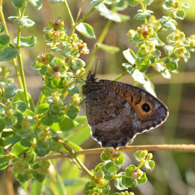Arethusana arethusa - közönséges szemeslepke