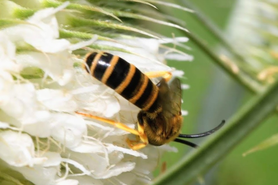 Halictus