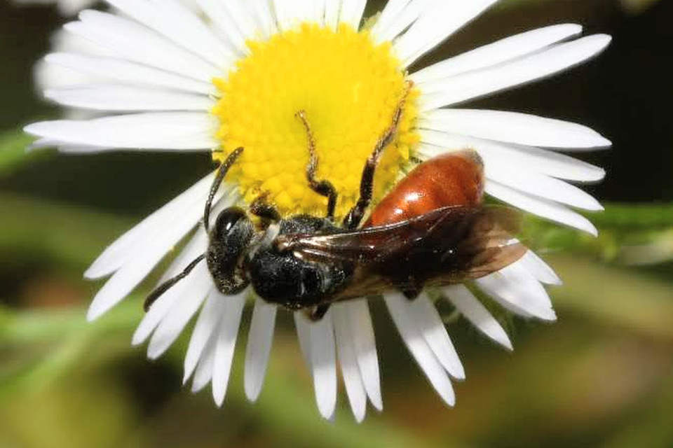 Sphecodes