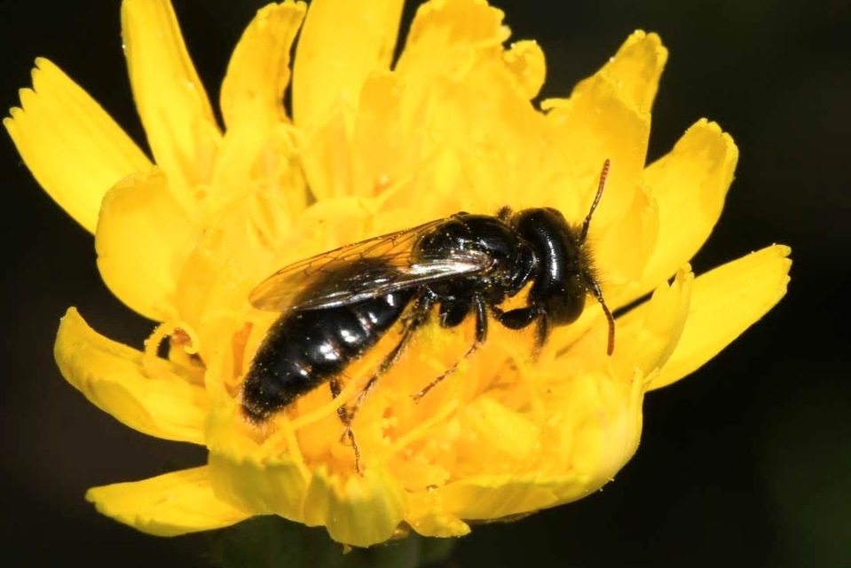 Panurgus calcaratus