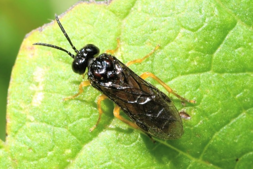 Tenthredinidae - valódi levéldarazsak